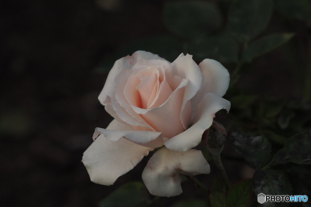 白薔薇