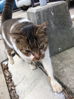 通りすがりの猫