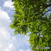 雲と楓