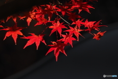 紅葉