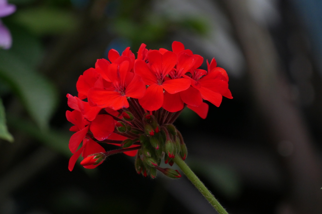 何の花だっけ？