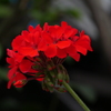 何の花だっけ？