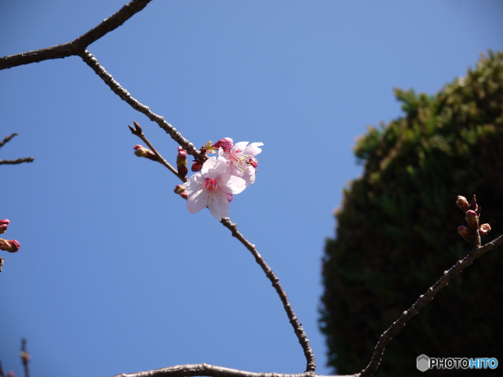 桜