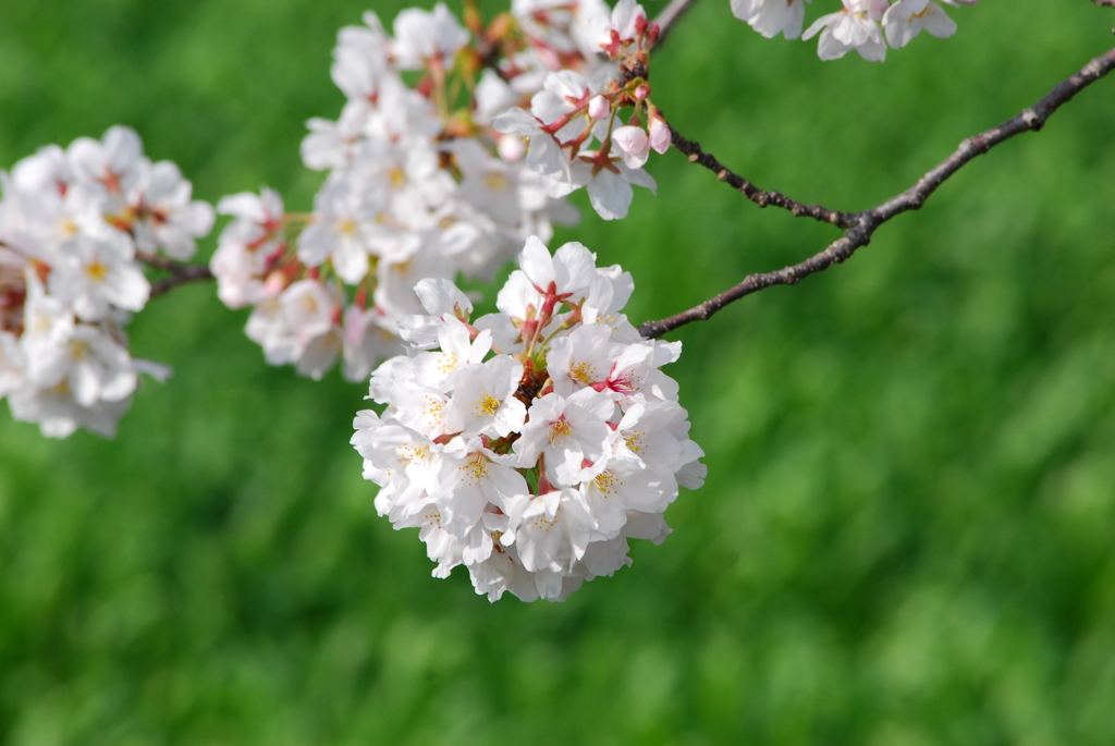 桜の簪