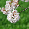 桜の簪