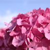 紫陽花～ピンクVer～