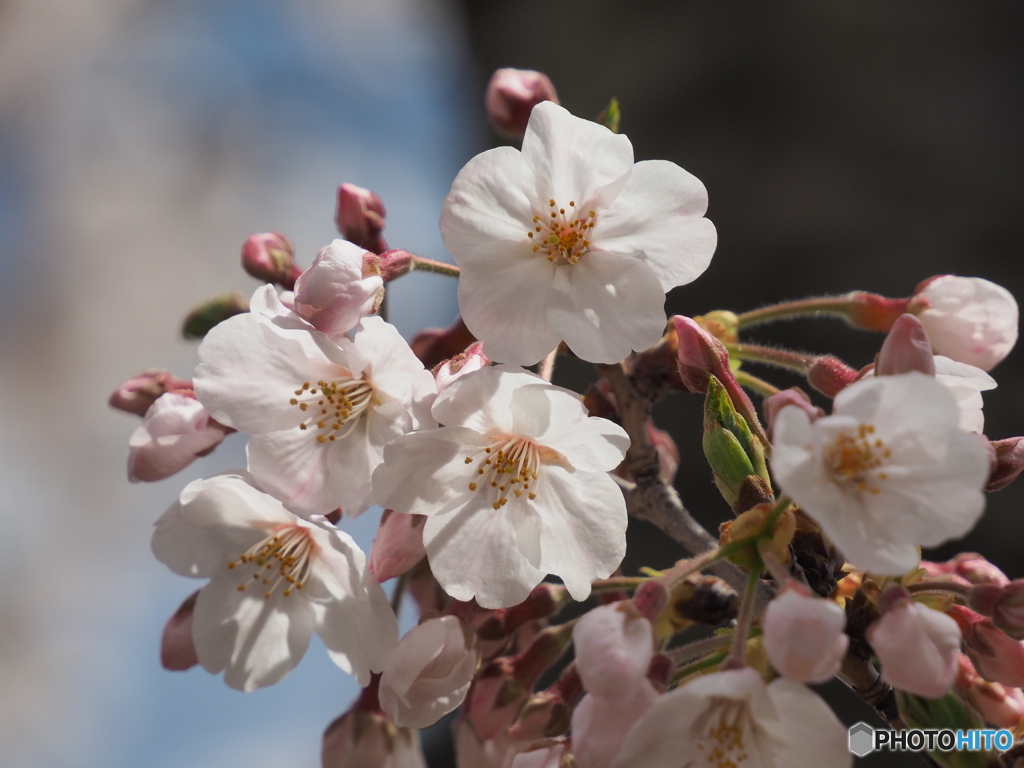桜①