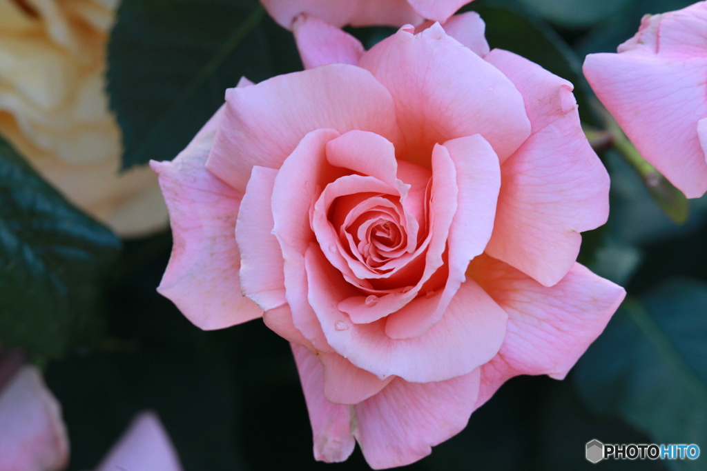 桃薔薇