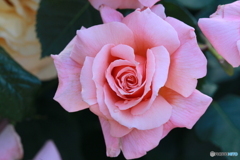 桃薔薇