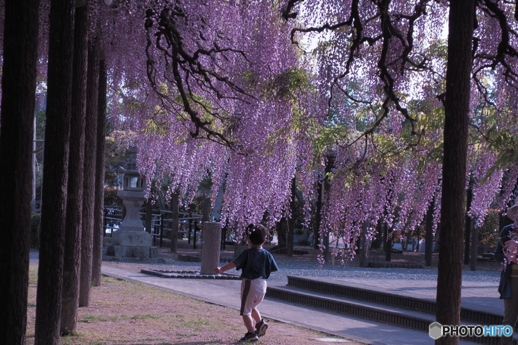 揺らめきを追いかけて