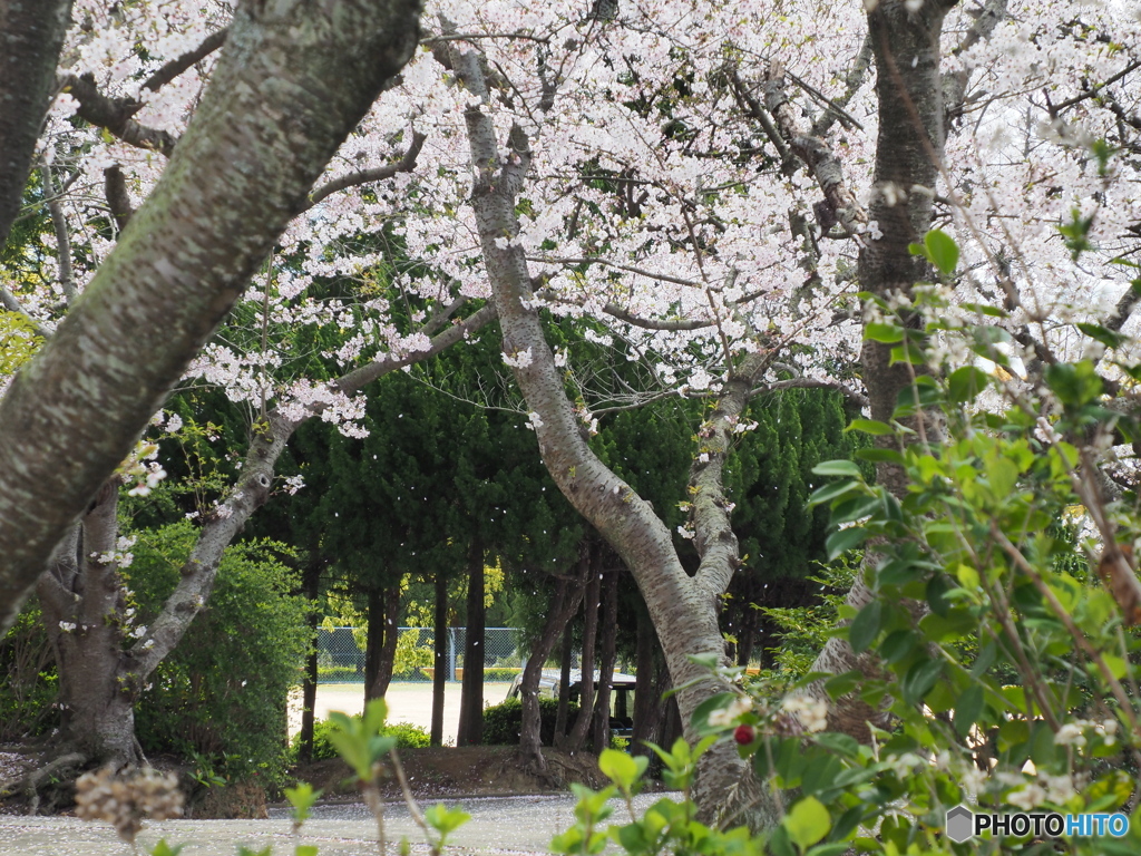 桜吹雪mini