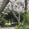 桜吹雪mini