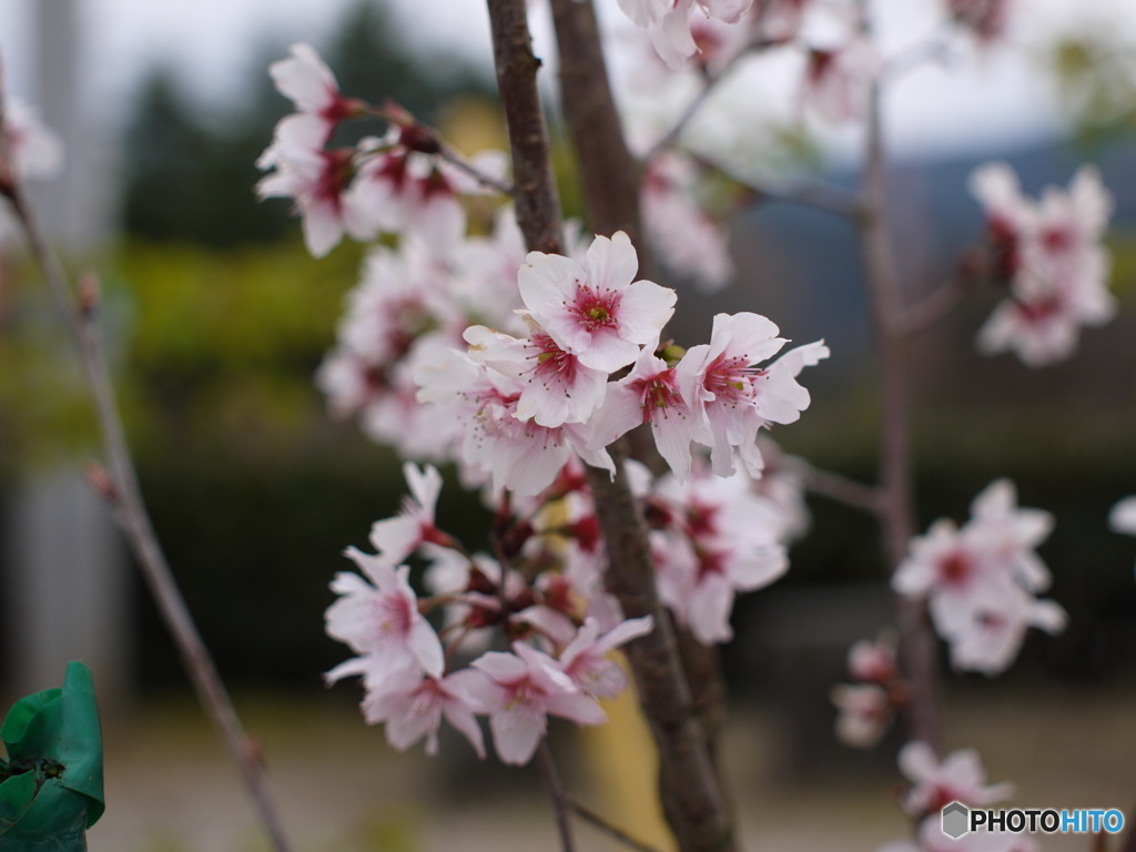 桜