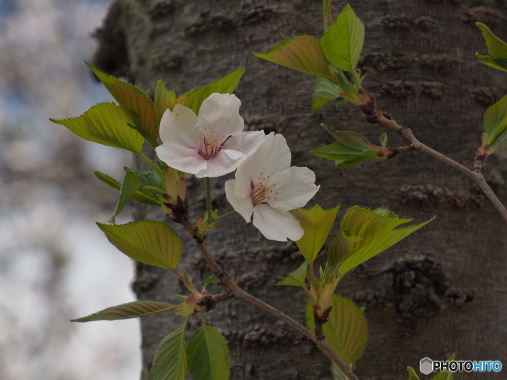 桜から青葉へ