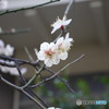 梅②