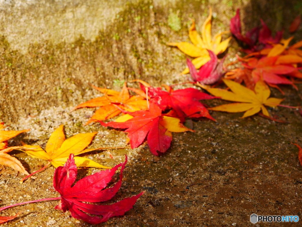 紅葉～黄色と紅～