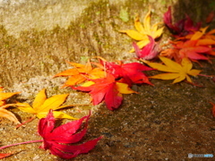 紅葉～黄色と紅～