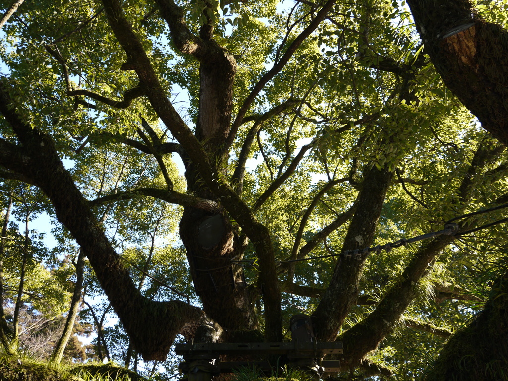 樹木の巣