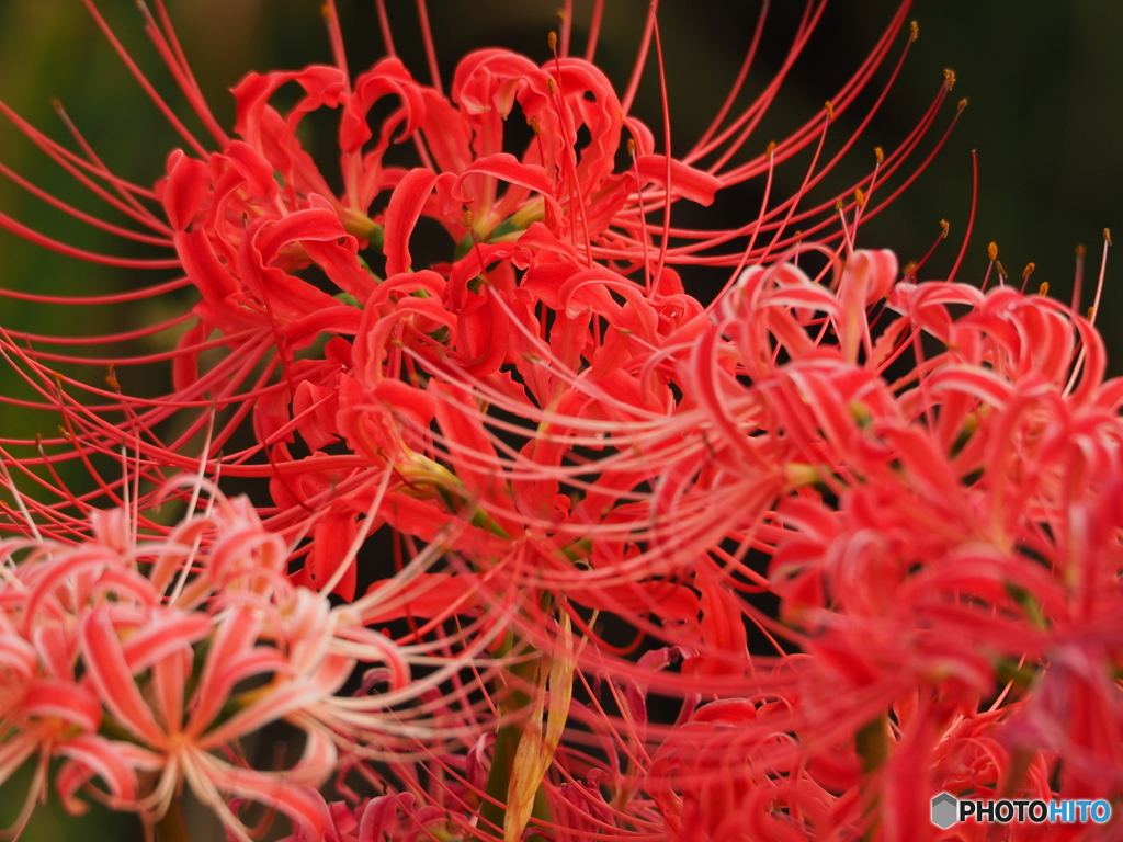 曼珠沙華