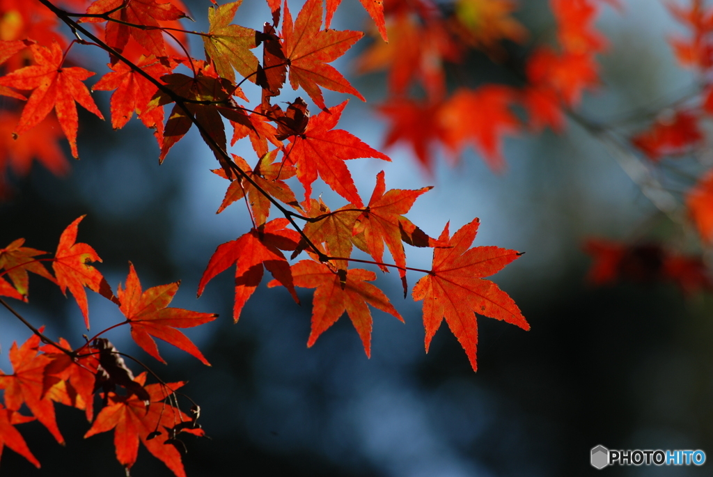 紅葉④