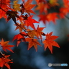 紅葉④