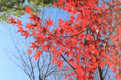 紅葉