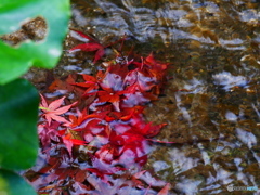 水の中の紅葉