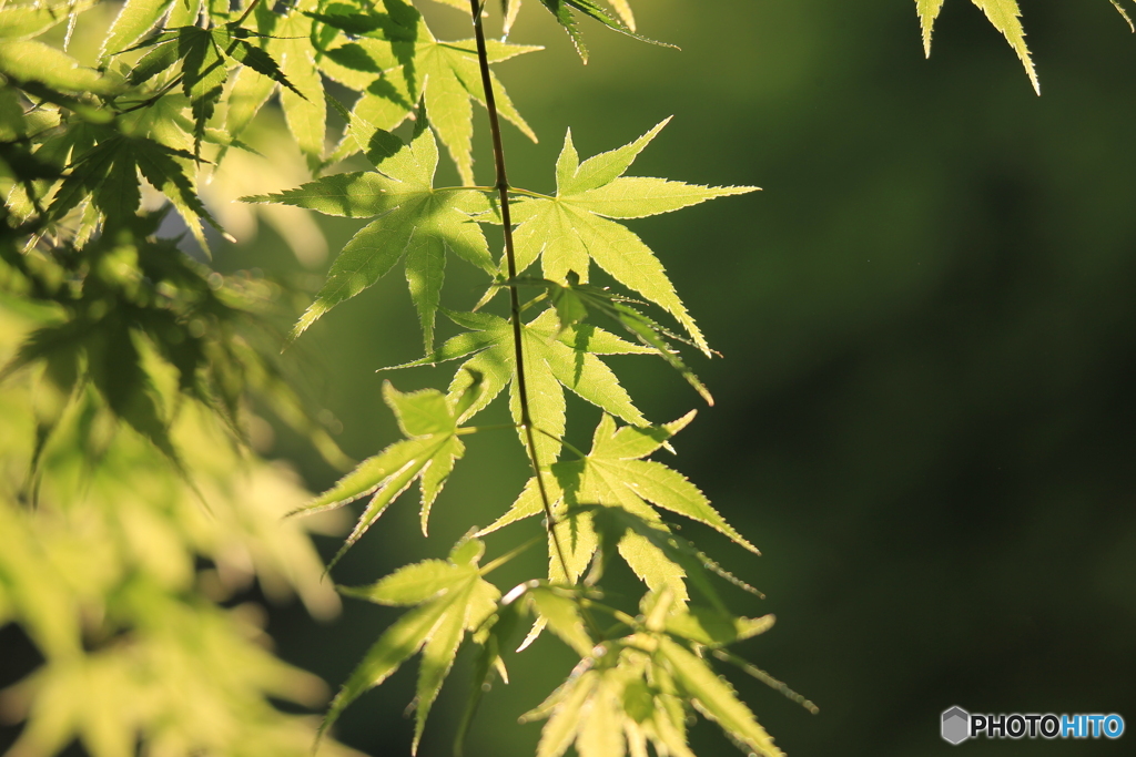 青紅葉