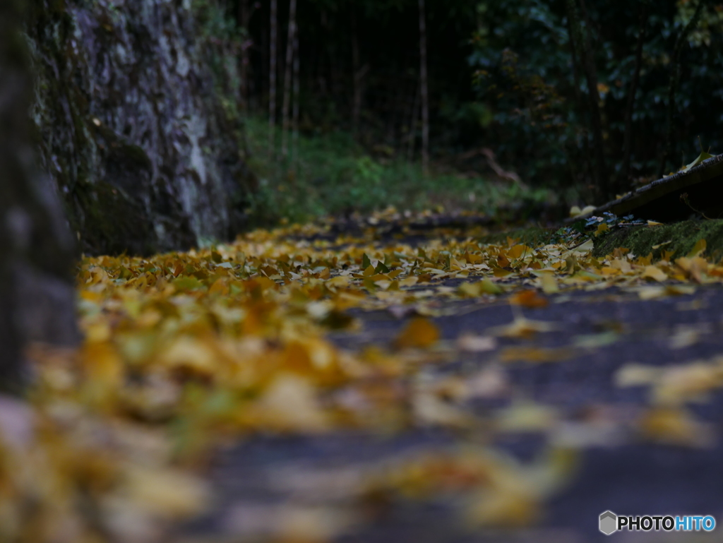 秋の小道①