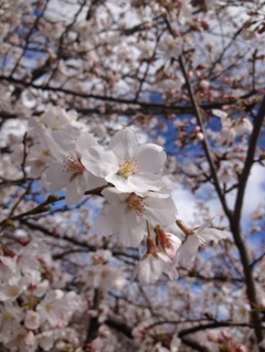 桜