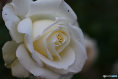 白いバラ②