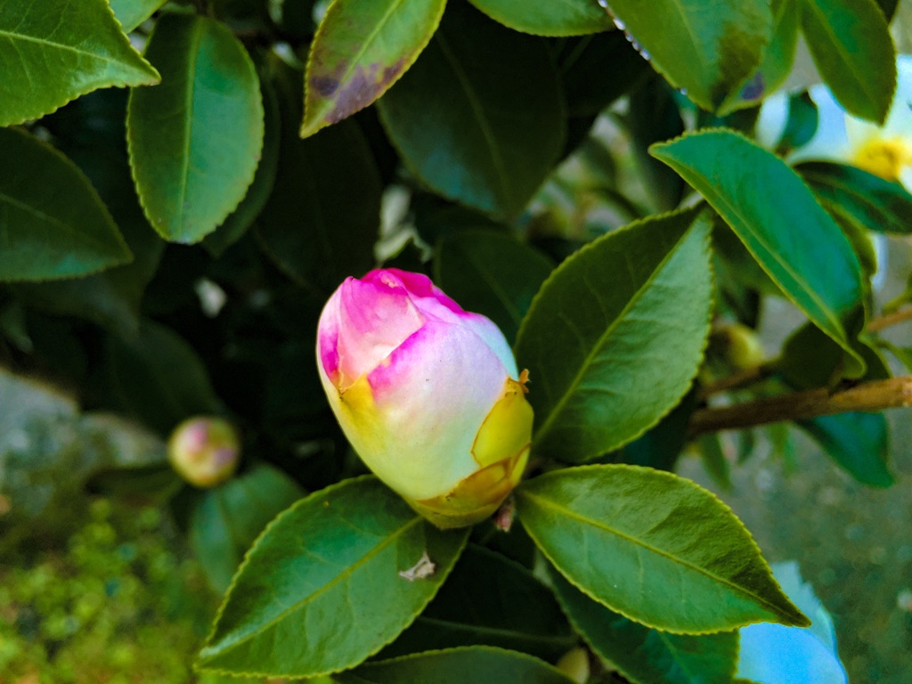 白椿の蕾