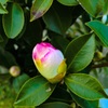 白椿の蕾