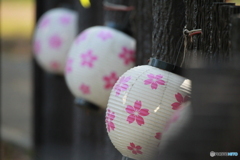 桜提灯