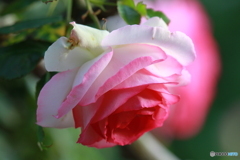 キレイな薔薇