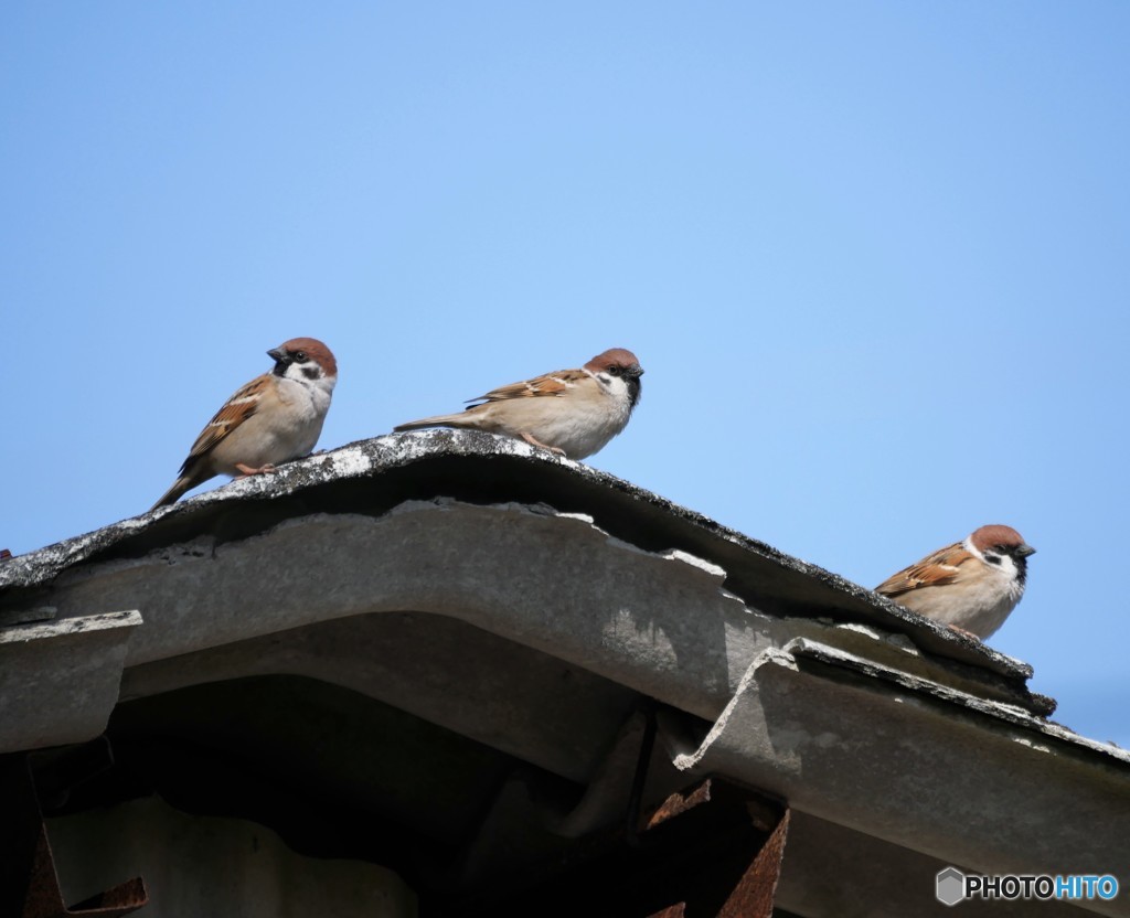 兄弟？それとも姉妹？