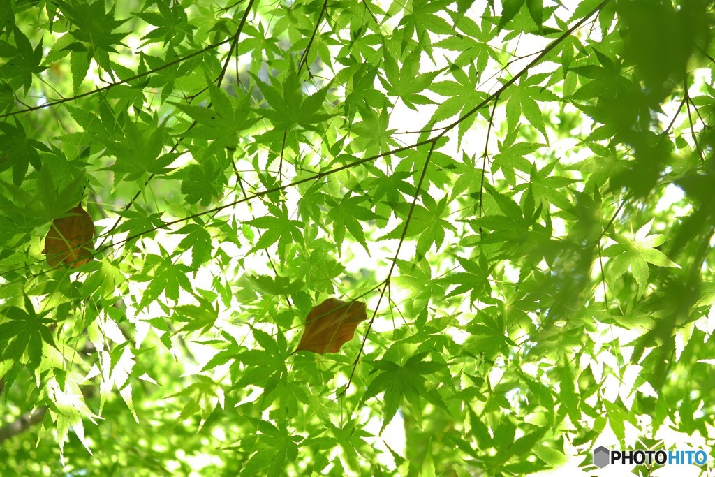 紅葉