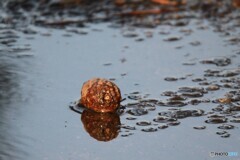 水鏡
