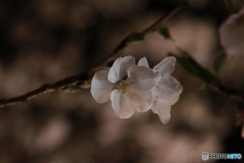 夜桜