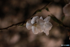 夜桜