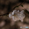 夜桜
