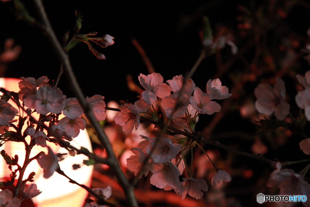 夜桜照らす提灯