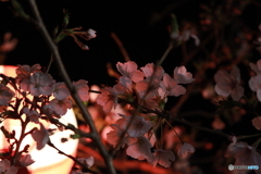 夜桜照らす提灯