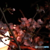 夜桜照らす提灯