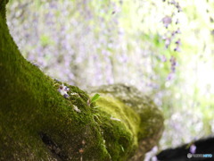 光に照らされて…