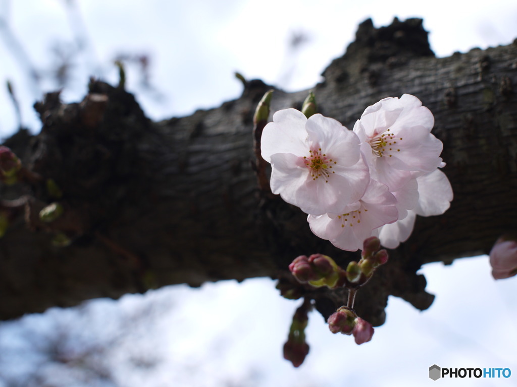 小さな桜