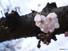 小さな桜