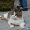 ぽっちゃり猫ちゃん