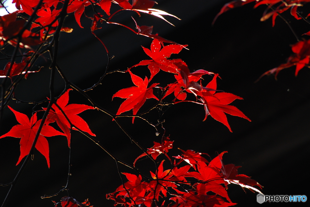 紅を求めて