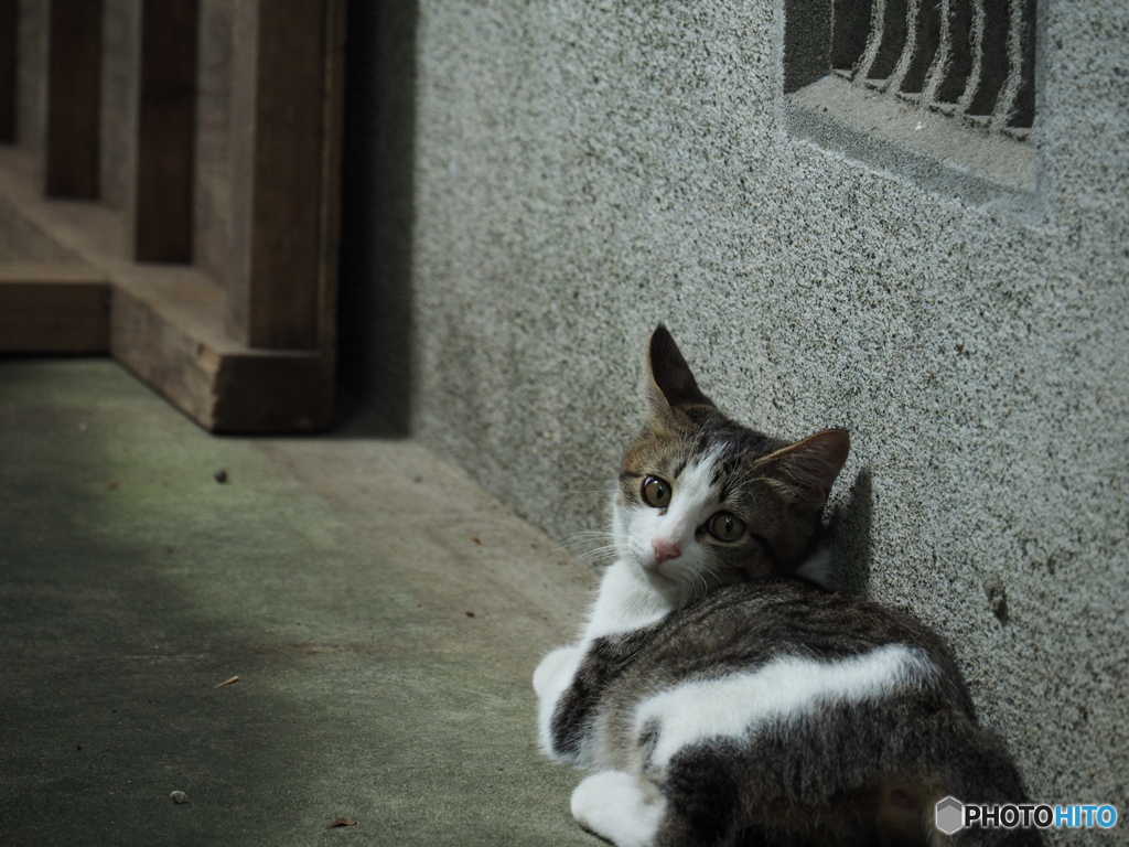 カメラ目線なのんちゃん